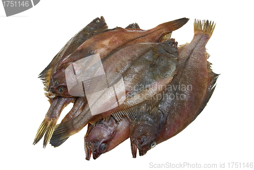 Image of Four fresh flounder fishes 