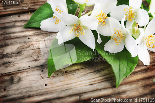 Image of Jasmine Flower