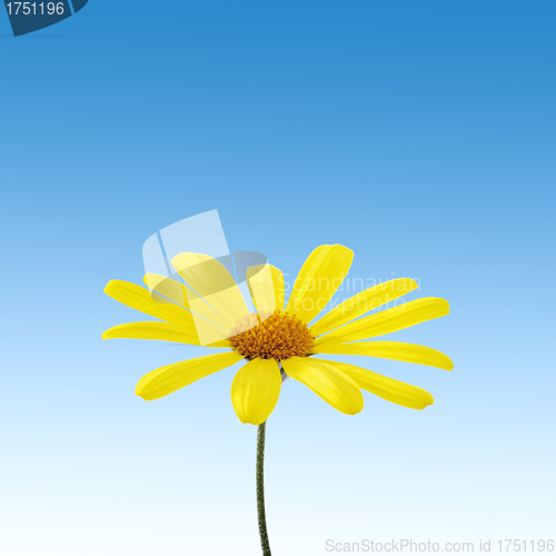 Image of yellow flower on sky