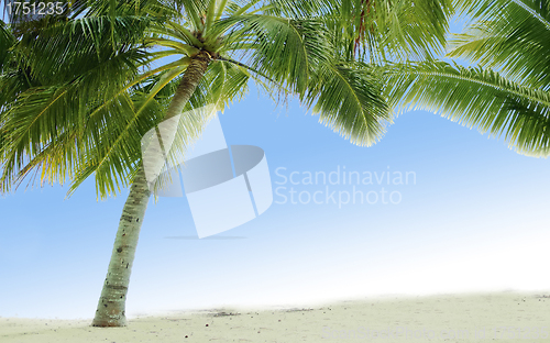 Image of Beautiful tropical beach with palm trees