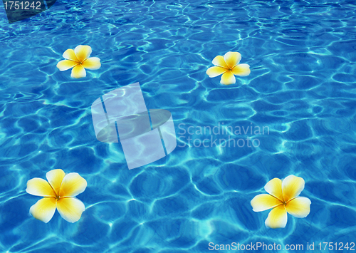 Image of Tropical flowers on sea