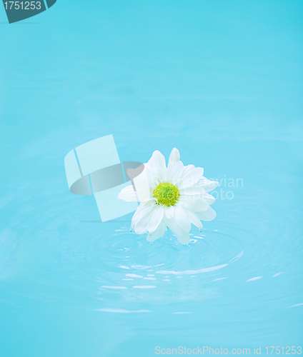 Image of White flower on blue water