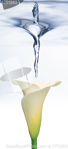 Image of Calla lily underwater