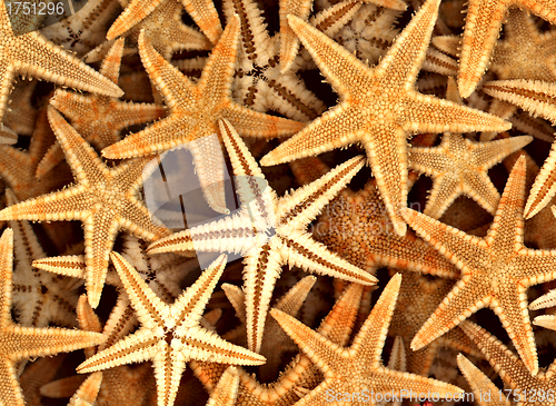 Image of Starfish on the Beach