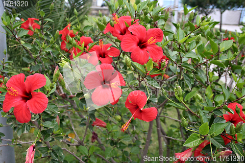 Image of A Close up of Red Flowers in garden