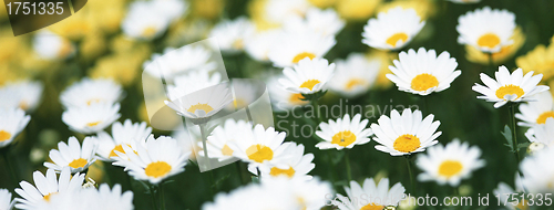 Image of the flower chamomile close up