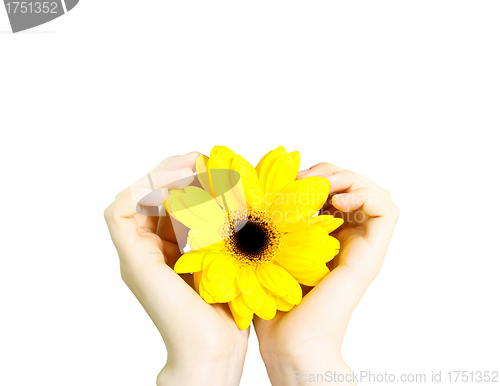 Image of sunflower like the sun in hands isolated