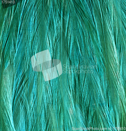 Image of Close-up of peacock feathers