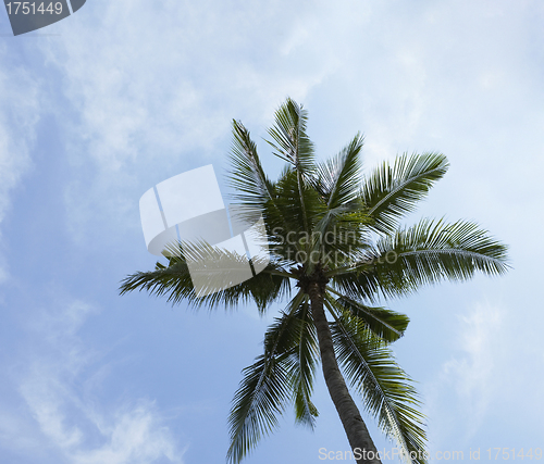 Image of palm tree on blue sky and white clouds