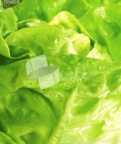 Image of Cabbage detail with leaves texture