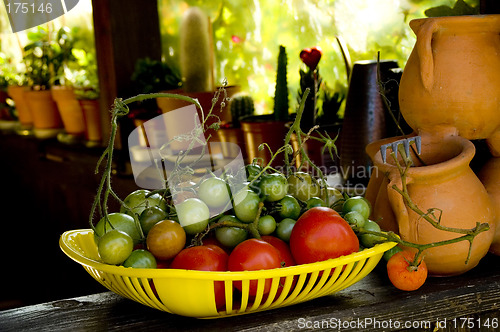 Image of Tomato harvest