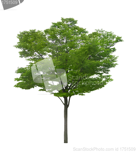 Image of green tree isolated on a white background