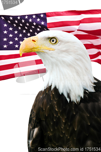Image of Bald eagle with American flag