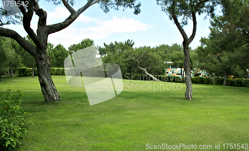 Image of Lawn in a botanical garden with an old tree