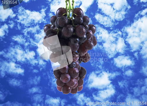 Image of grapes on blue sky.