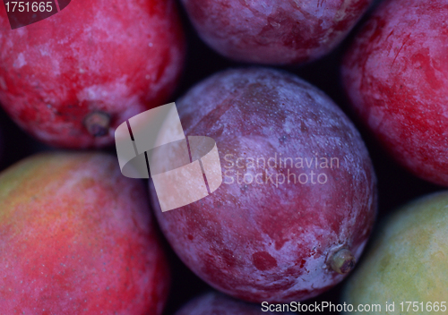 Image of Fruit plums blue