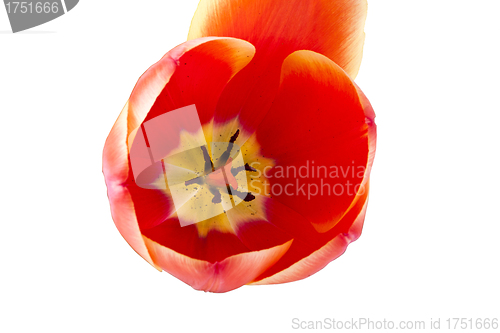 Image of red tulips