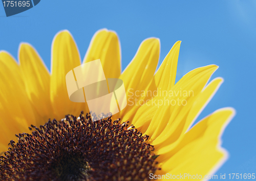 Image of Sunflower close-up isolated