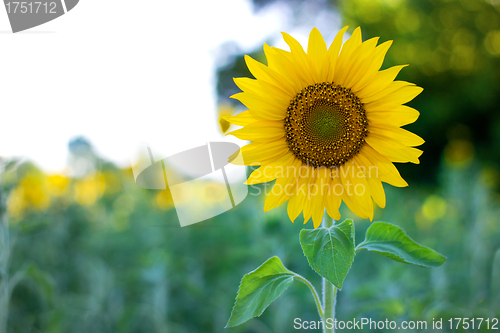Image of sunflower at the field in summer