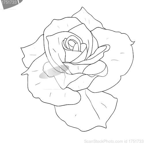 Image of floral design element and hand-drawn , vector illustration