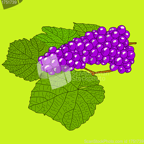 Image of Abstract Grape with leafs (Vector)