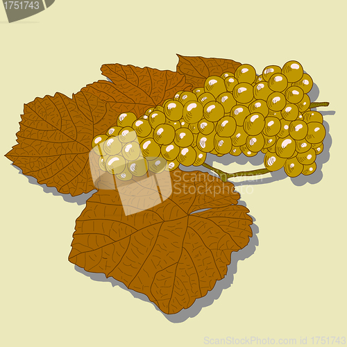 Image of Abstract Grape with leafs (Vector)