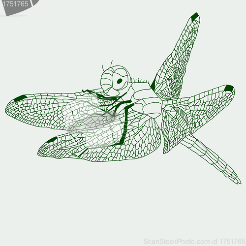 Image of dragonfly  drawing , vector.