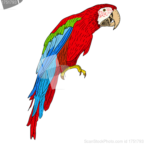 Image of Macaws. Vector illustration.