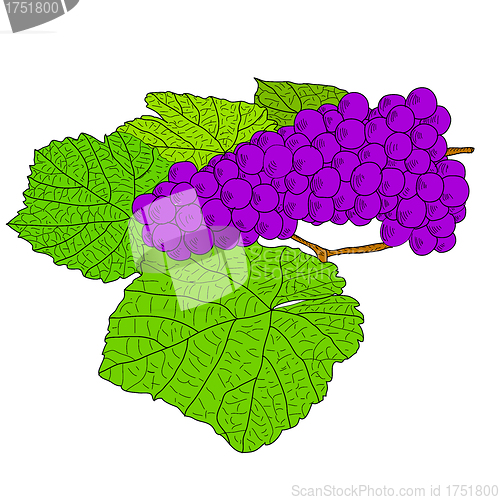Image of Abstract Grape with leafs (Vector)