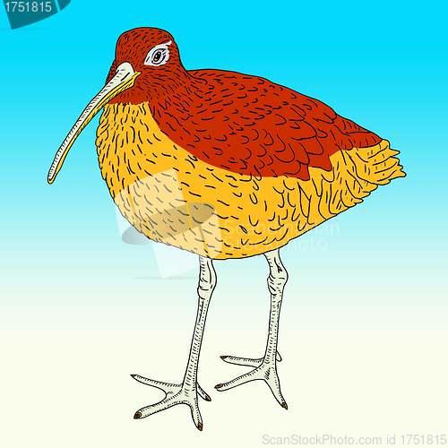 Image of Eurasian Curlew, bird. Vector illustration.