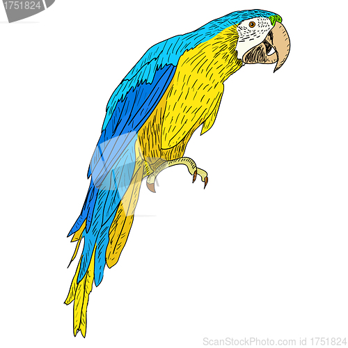 Image of Macaws. Vector illustration.