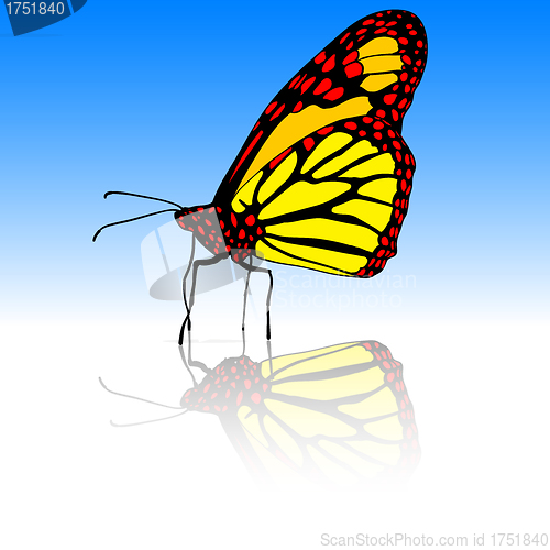 Image of Beautiful tropical butterfly. Vector illustration.