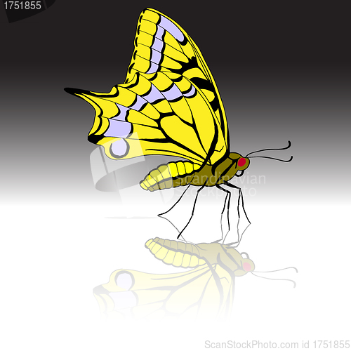 Image of Beautiful tropical butterfly. Vector illustration.