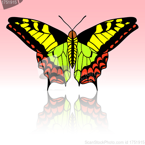 Image of Beautiful tropical butterfly. Vector illustration.