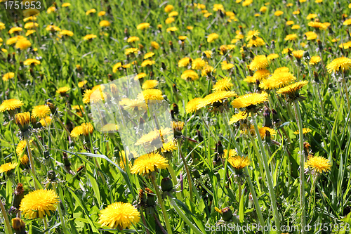 Image of Green meadow of yellow Dandelion flowers (Taraxacum)