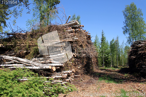 Image of Wood Fuel for Power and Energy in Summer Forest