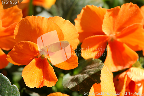 Image of Orange Pansy Flowers