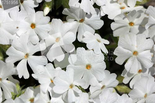Image of Background with white flowers of Phlox subulata