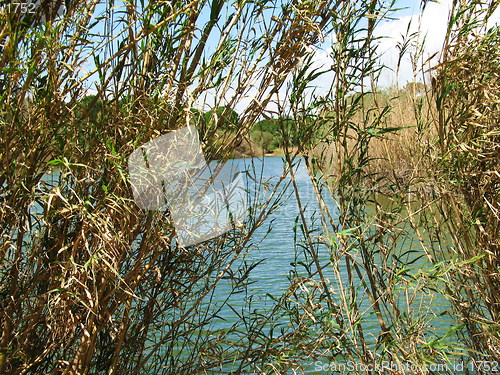 Image of Through the canes. Nicosia. Cyprus