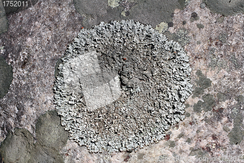 Image of Close up of circular Parmelia lichen