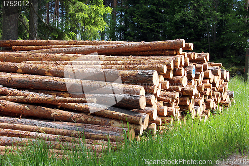 Image of Stack of pine logs in summer forest