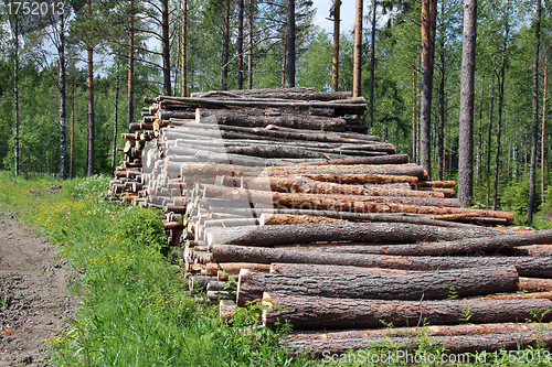 Image of Stacked wood by forest road at summer