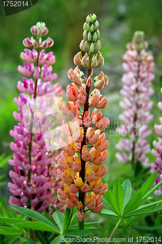 Image of Orange and Pink Lupine Flowers (Lupinus)