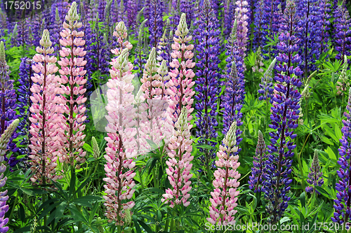 Image of Colorful Wild Lupin Flowers (Lupinus spp)