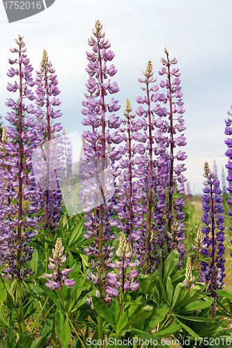 Image of Light Purple Lupine Flowers