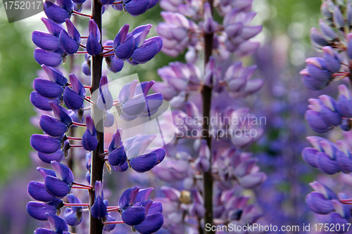 Image of Purple Lupin Flowers Detail