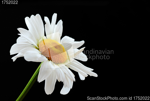 Image of Beautiful daisy flower