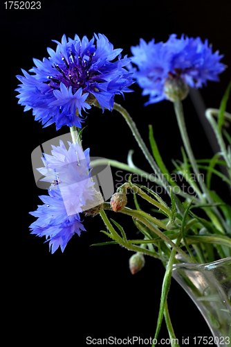 Image of Beautiful cornflowers