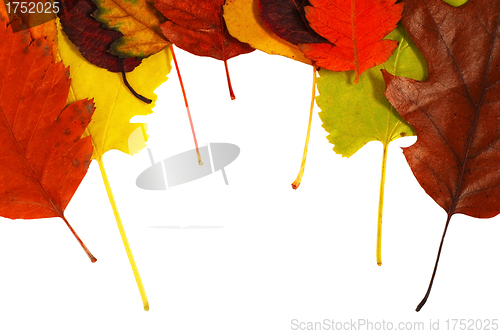 Image of Autumn leaves