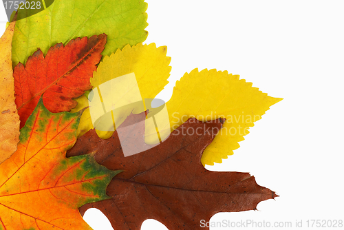 Image of Autumn leaves